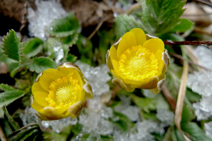 冰凌花 摄影 雪色年华