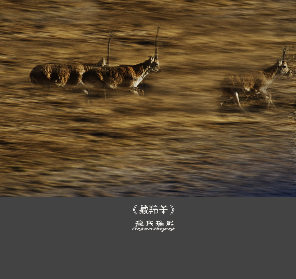 《藏羚羊》 摄影 龙民