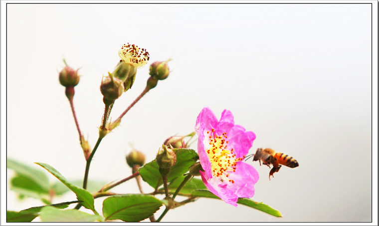 花香蜂自来 摄影 刺梅