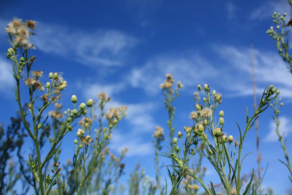 那些花儿 摄影 火山视界