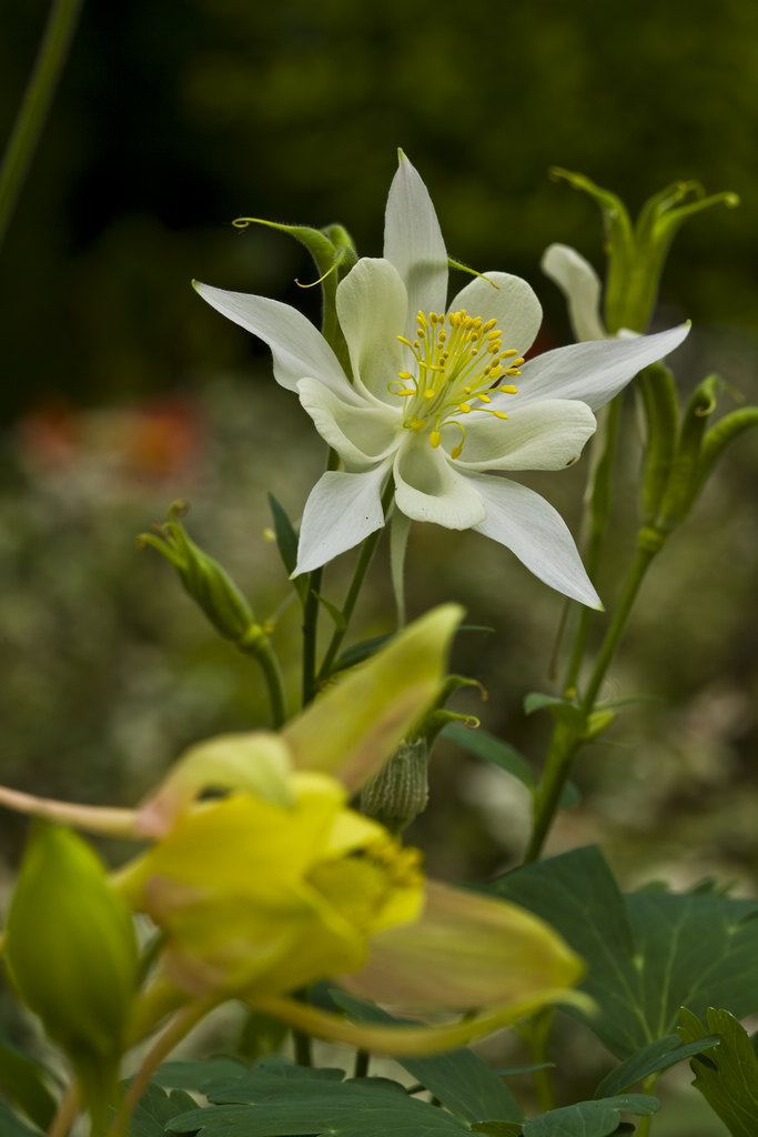 耧斗菜 摄影 耕石