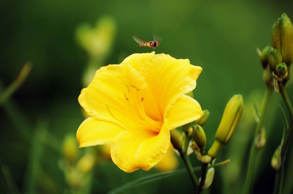 黄花菜 摄影 咸阳西北狼