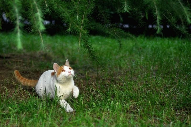 狩猎 摄影 沃野