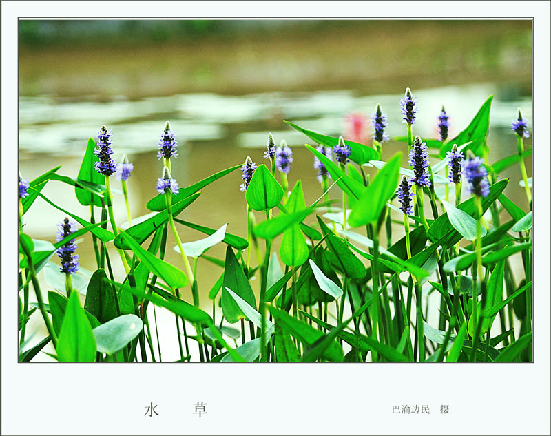 水草 摄影 巴渝边民