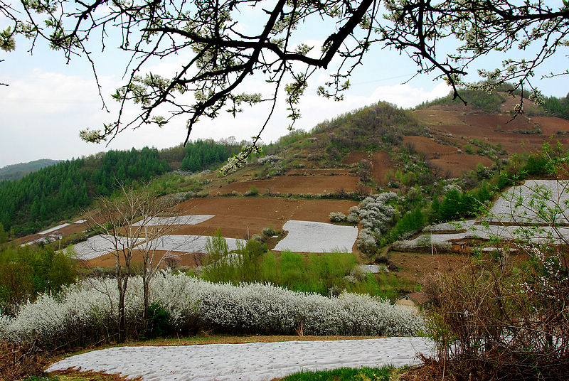 山花烂漫 摄影 浅水小鱼