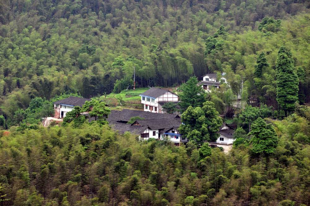 竹海深处 摄影 影影顺顺