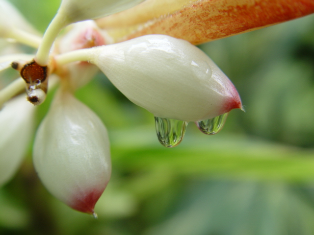 水珠与花 摄影 红棉