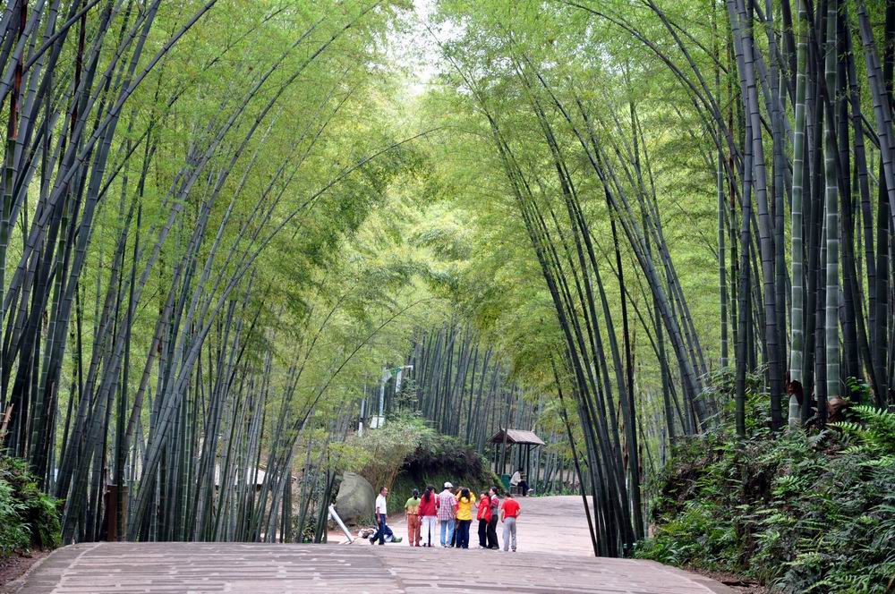 竹海游 摄影 影影顺顺