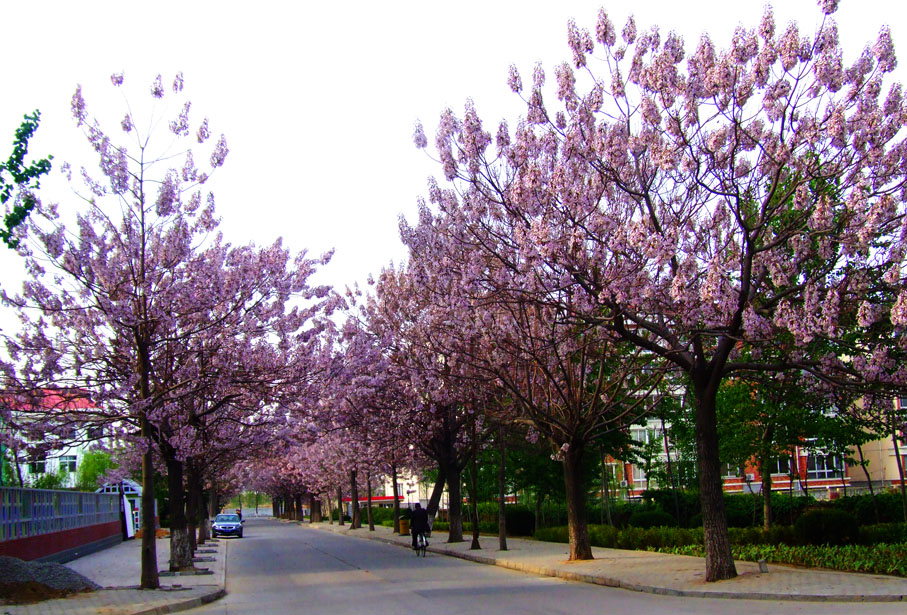 美丽的街景——泡桐花开时 摄影 小玩童