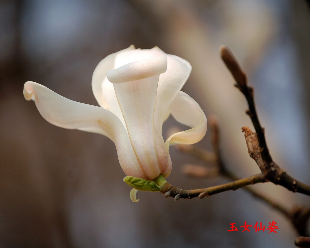 北京植物园 玉兰花 摄影 青山老叟