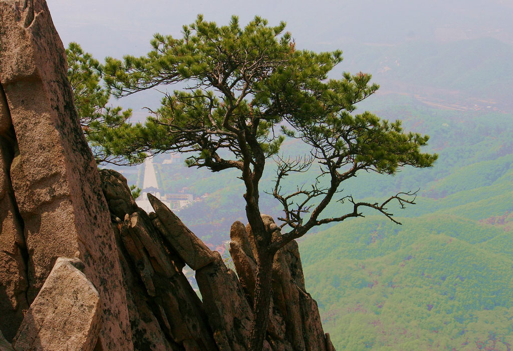 山崖青松 摄影 林岩