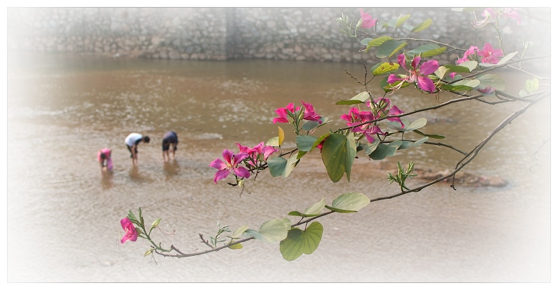 花色 摄影 竹海大观