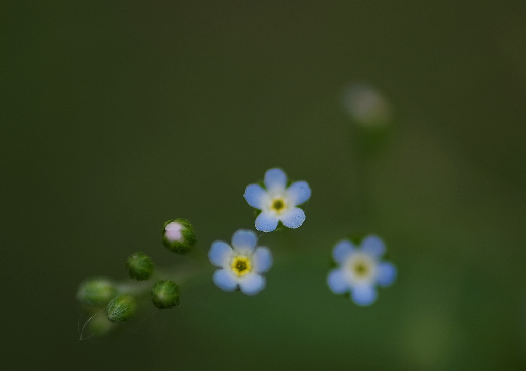 小花 摄影 鹰眼穿空