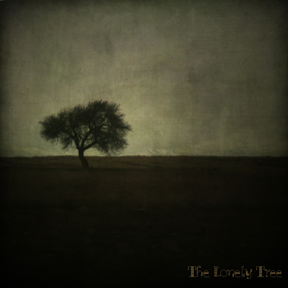 The Lonely Tree 摄影 人土土