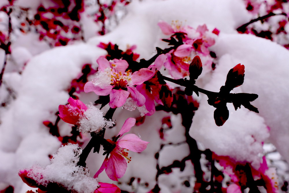 梅雪争春2 摄影 城市猎人HFS