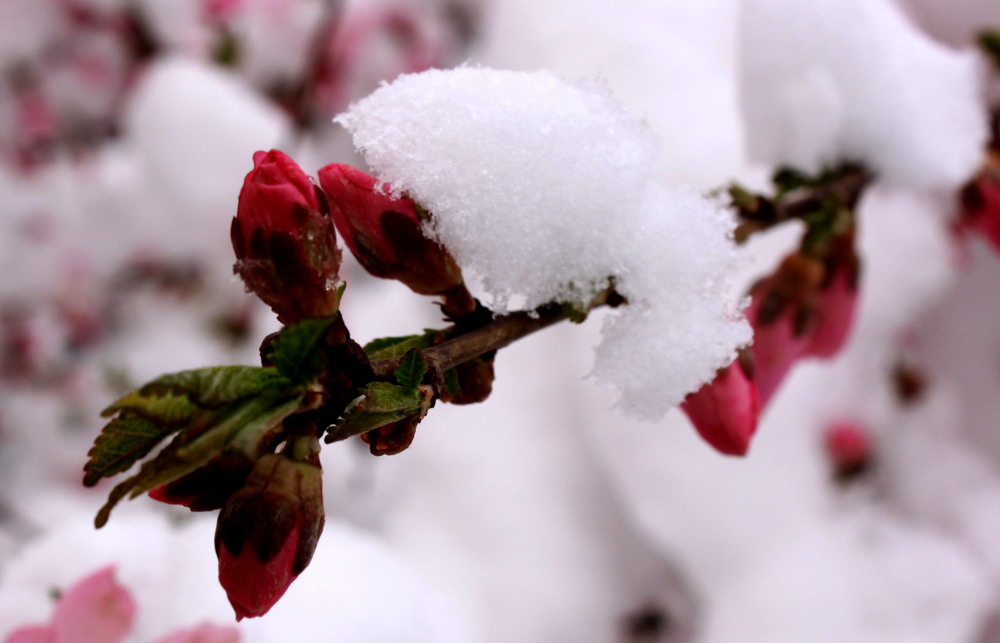 梅雪争春3 摄影 城市猎人HFS