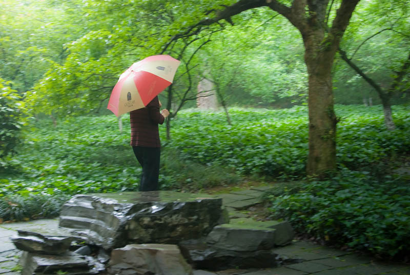 雨中的植物园 摄影 昕昕