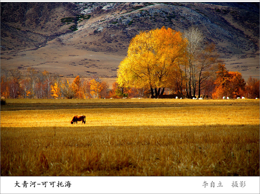 大青格里河的秋 摄影 MAKEAT