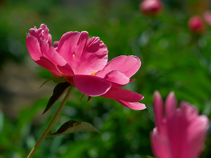 Flower 摄影 竹林私语