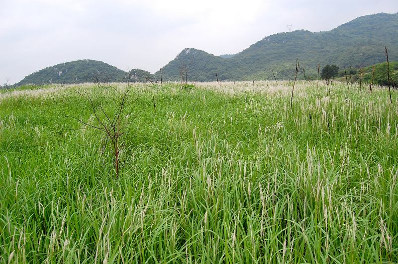 茅草花 摄影 跟我玩1064