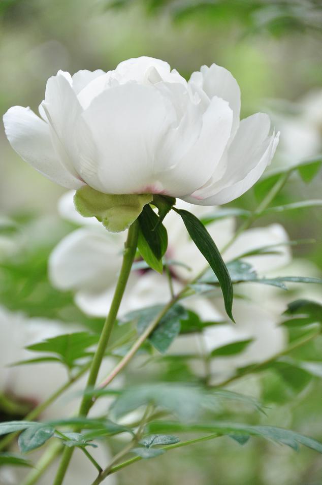 牡丹花开 摄影 花大华