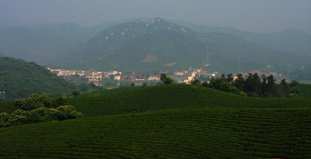 茶山 摄影 雨好