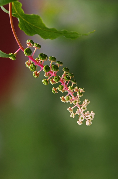 花蕾 摄影 谷雨点豆