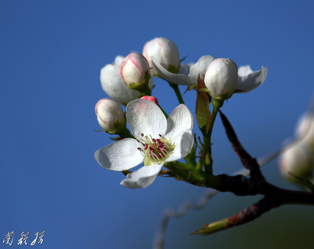 李花白 摄影 兰韵