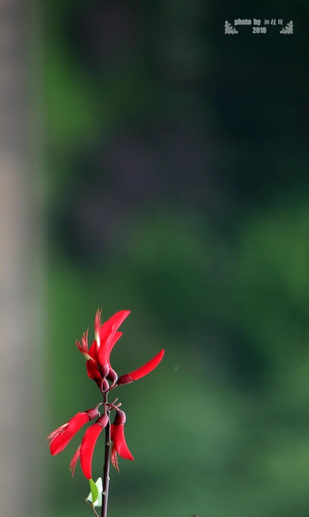 花 摄影 湘桂线