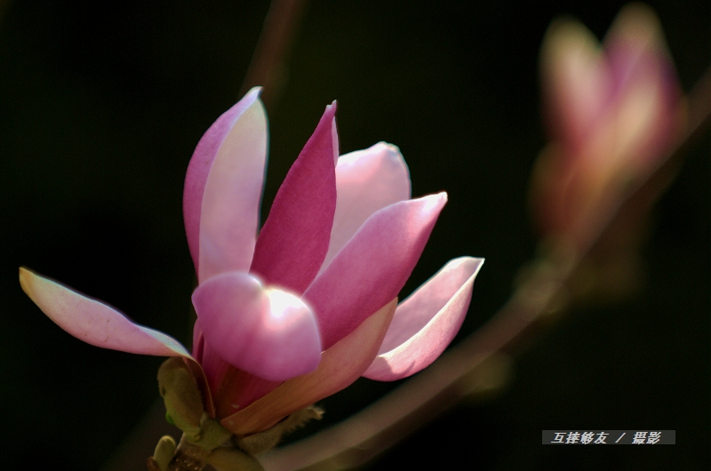 花卉 摄影 互捧够友