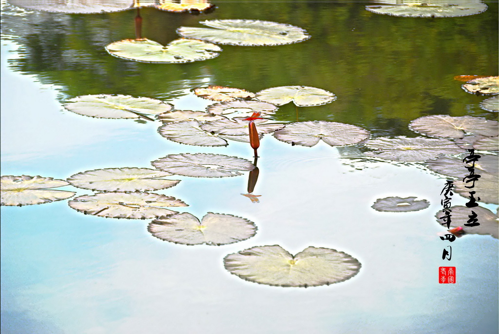 水芙蓉 摄影 南国老李