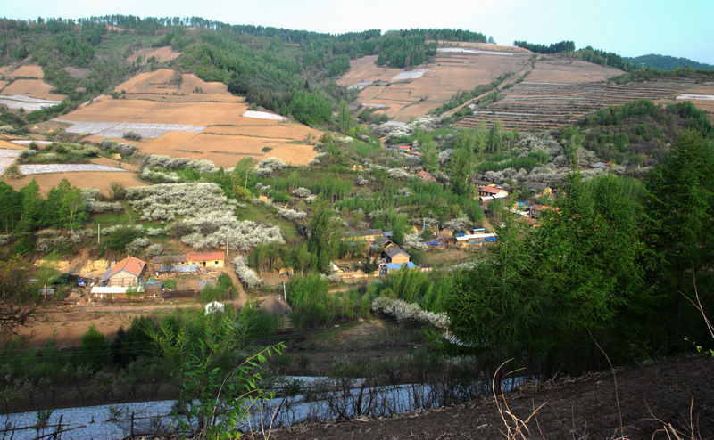 李花映山村 摄影 浅水小鱼