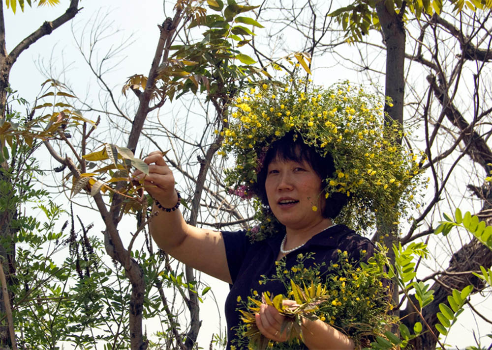 香椿 摄影 千瓠庐主