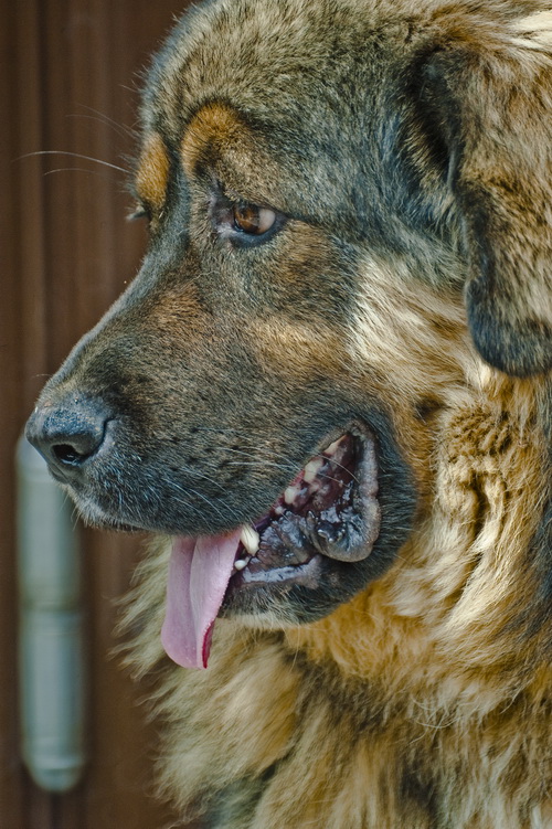 藏犬 摄影 苗红