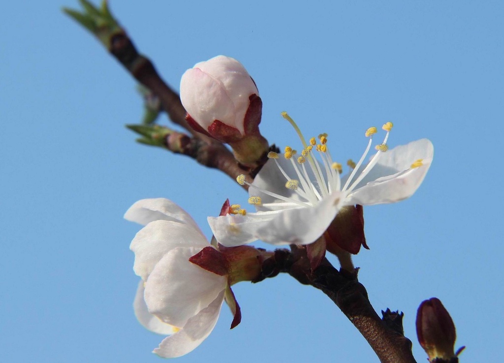 桃花 摄影 付炳权