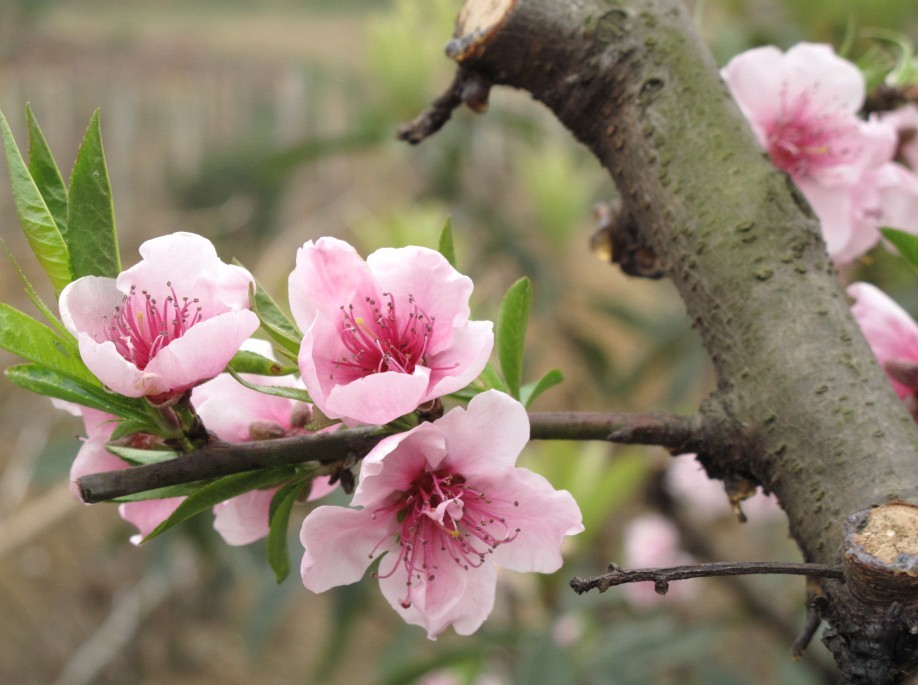 春暖桃花开 摄影 清清芙蓉