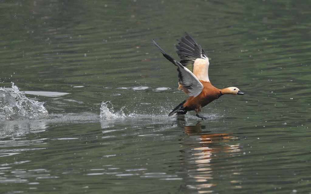 飞喽! 摄影 XIANGZI2010