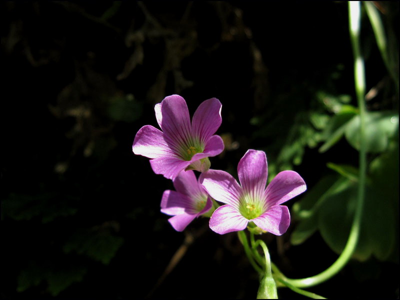 夏日小调 摄影 青花鱼