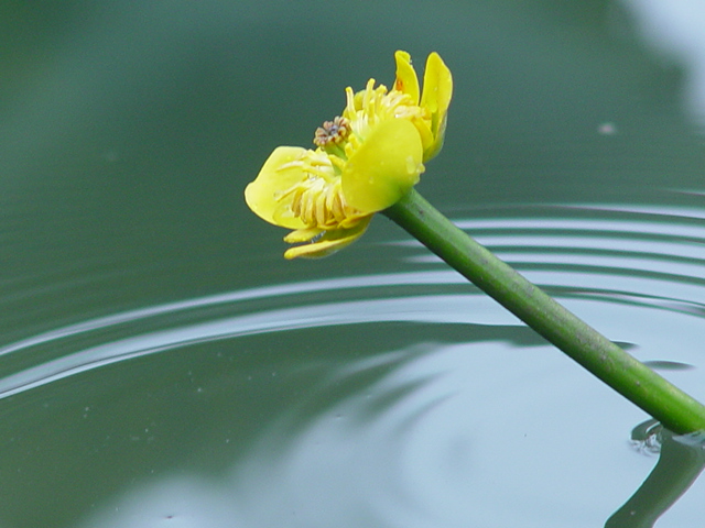 水环 摄影 红棉