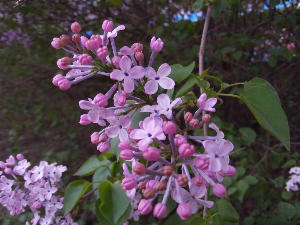 丁香花 摄影 刘老头