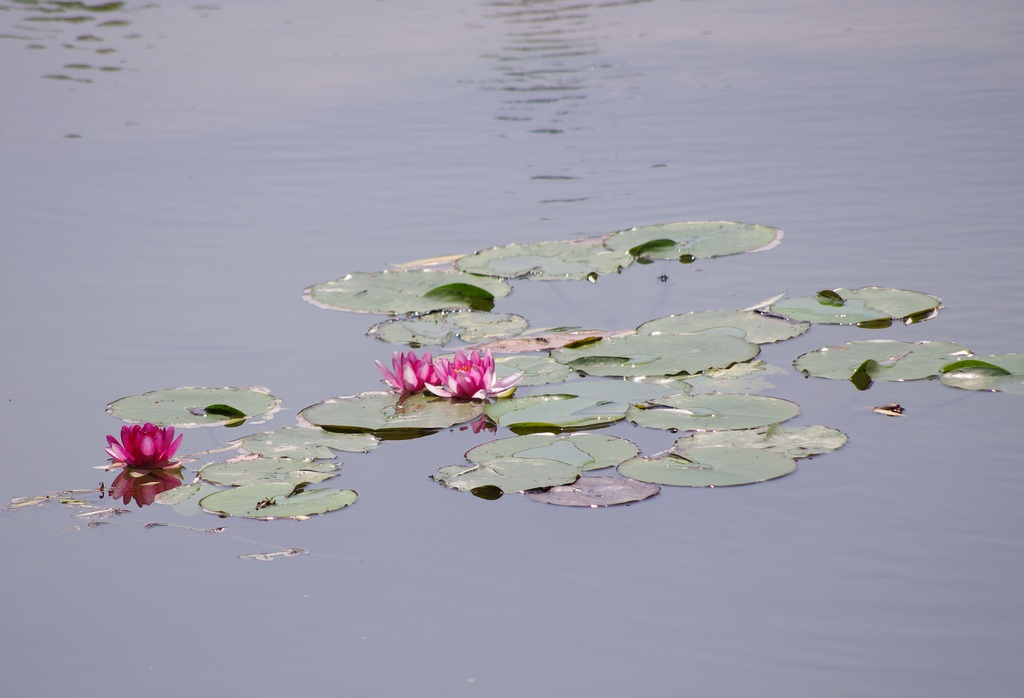 莲花(2010)三 摄影 心有芊芊