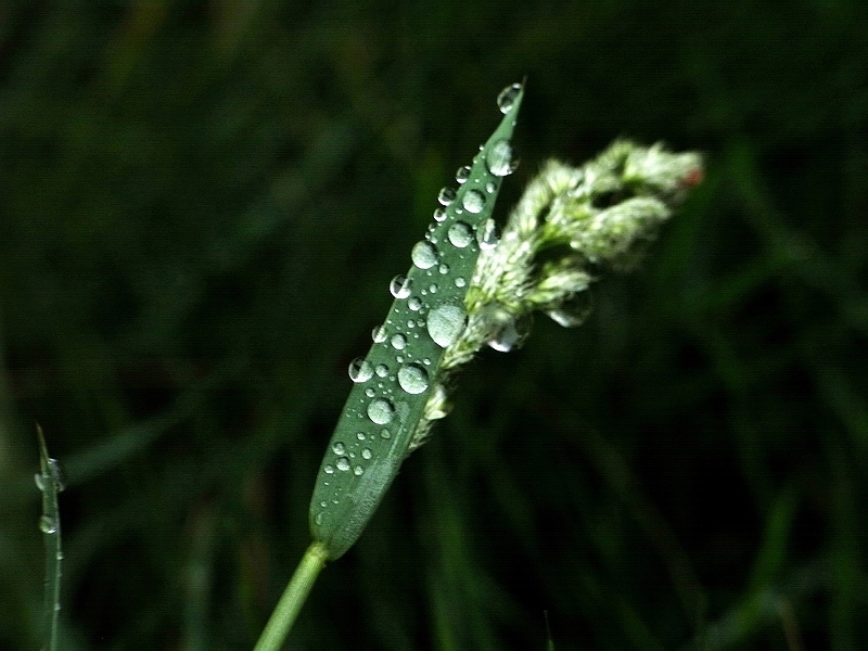 雨露-1 摄影 闲来寻花