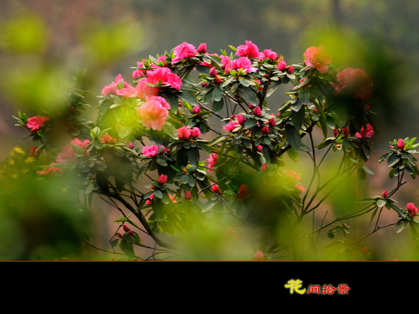 花间拾景 摄影 黄昏赏飞霞