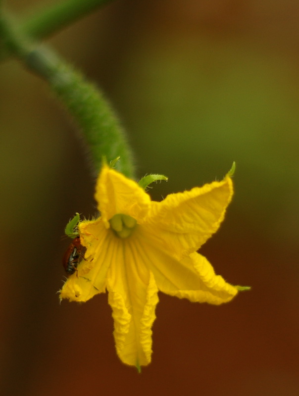 黄瓜花 摄影 geyin