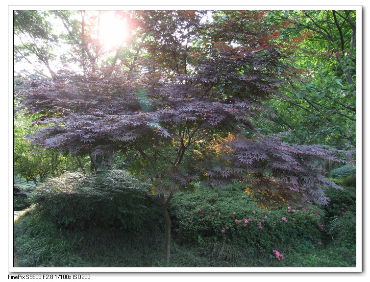 夕照红叶 摄影 英豪再闲