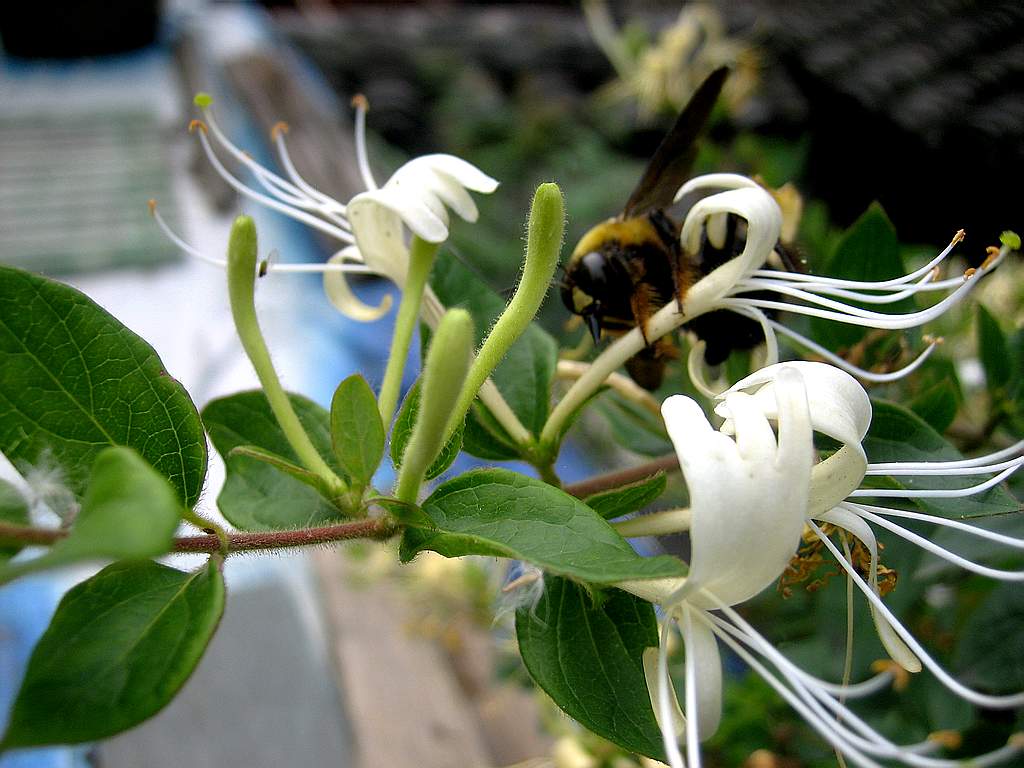 金银花 摄影 季一