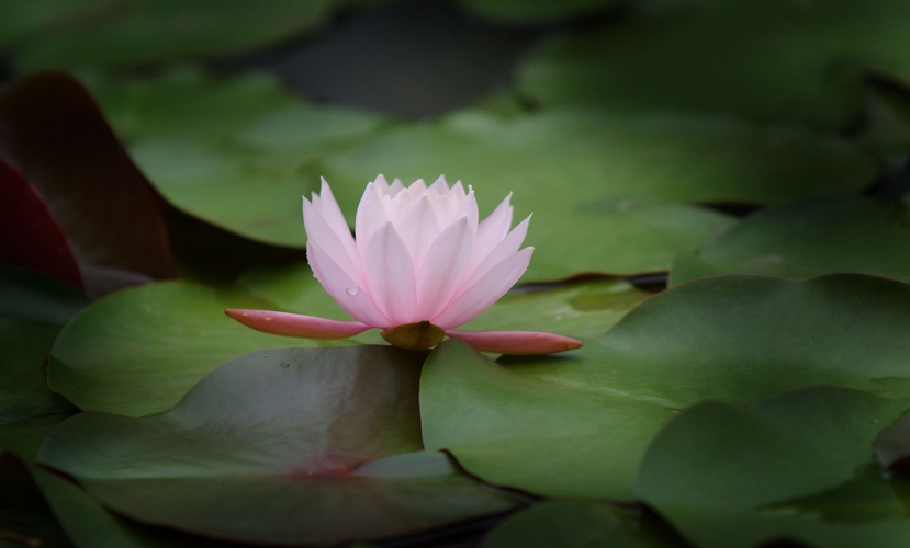 出水芙蓉 摄影 谷雨点豆