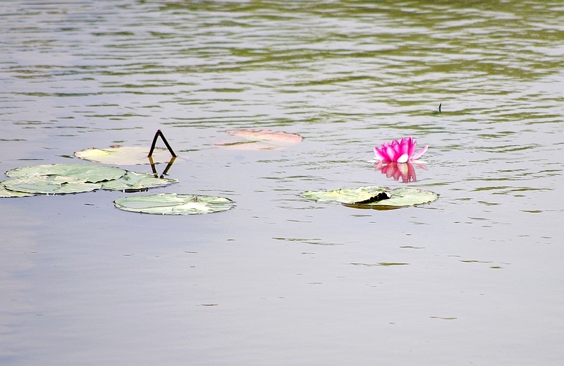 莲花(2010)六 摄影 心有芊芊