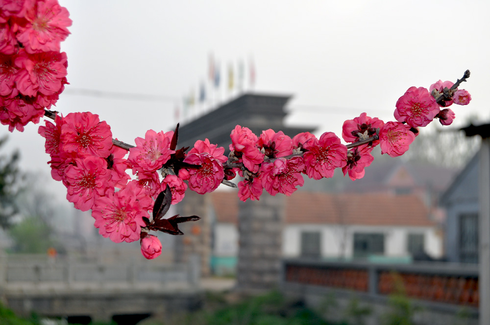 在那桃花盛开的地方 摄影 三江龙