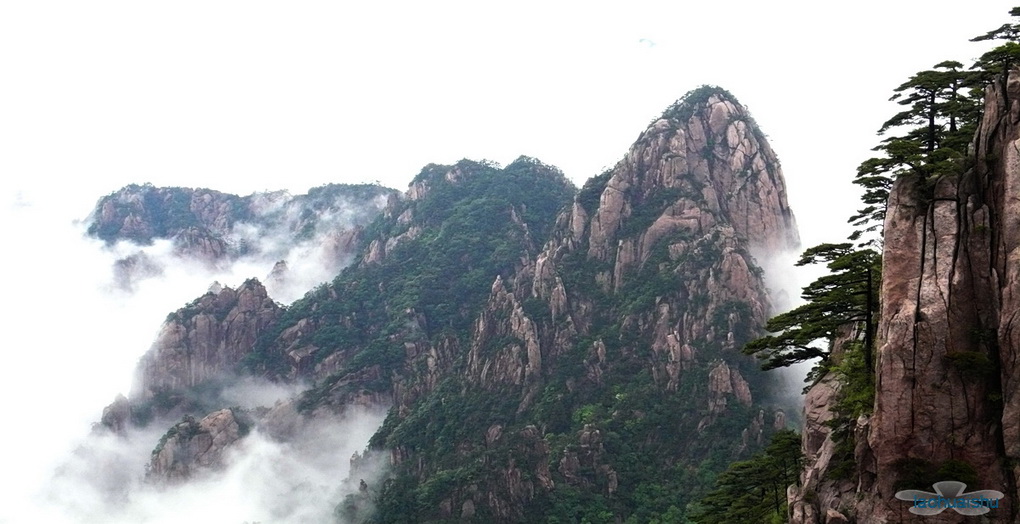 雾伴黄山3 摄影 老槐树